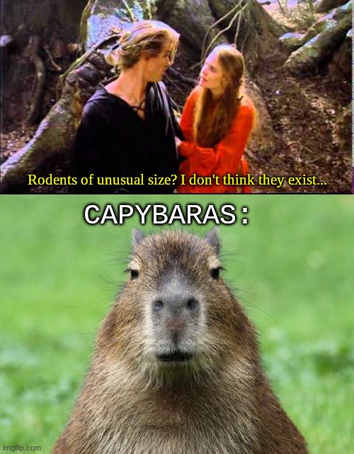 Princess Bride | Rodents of unusual size? I don't think they exist... CAPYBARAS: | image tagged in memes,funny,princess bride,annoyed capybara,funny memes,funny meme | made w/ Imgflip meme maker