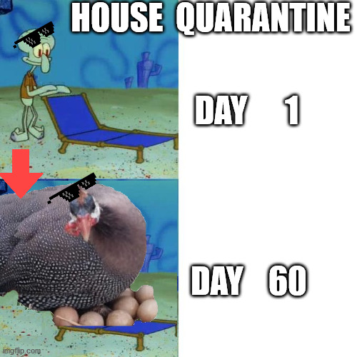 have some eggs behind my bed :| | HOUSE  QUARANTINE; DAY      1; DAY    60 | image tagged in squidward lounge chair meme,coronavirus,quarantine,bored,covid-19,stay home | made w/ Imgflip meme maker