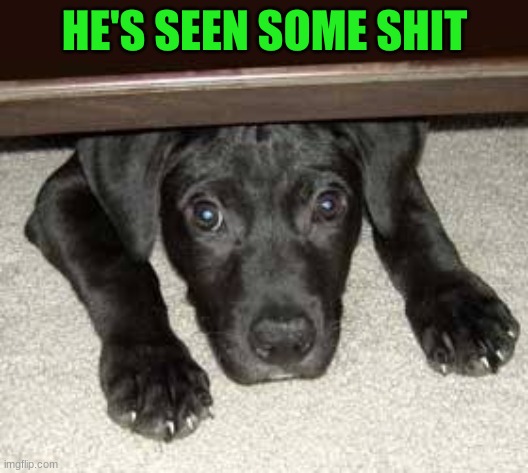 Scared dog | HE'S SEEN SOME SHIT | image tagged in scared dog | made w/ Imgflip meme maker
