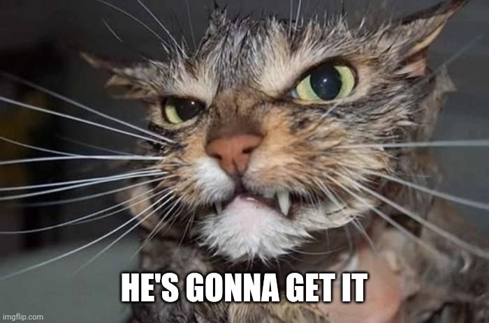 Angry Mad Cat | HE'S GONNA GET IT | image tagged in angry mad cat | made w/ Imgflip meme maker