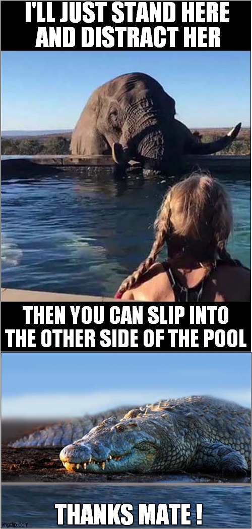 Untrustworthy  African Animals ! | I'LL JUST STAND HERE; AND DISTRACT HER; THEN YOU CAN SLIP INTO THE OTHER SIDE OF THE POOL; THANKS MATE ! | image tagged in fun,elephant,crocodile,swimming pool | made w/ Imgflip meme maker