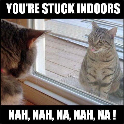 Cat Mocking Self Isolationist | YOU'RE STUCK INDOORS; NAH, NAH, NA, NAH, NA ! | image tagged in fun,cats,self isolation | made w/ Imgflip meme maker