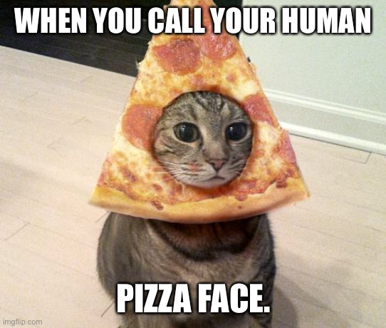 pizza cat | WHEN YOU CALL YOUR HUMAN; PIZZA FACE. | image tagged in pizza cat | made w/ Imgflip meme maker