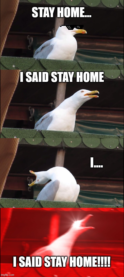 Inhaling Seagull | STAY HOME... I SAID STAY HOME; I.... I SAID STAY HOME!!!! | image tagged in memes,inhaling seagull | made w/ Imgflip meme maker