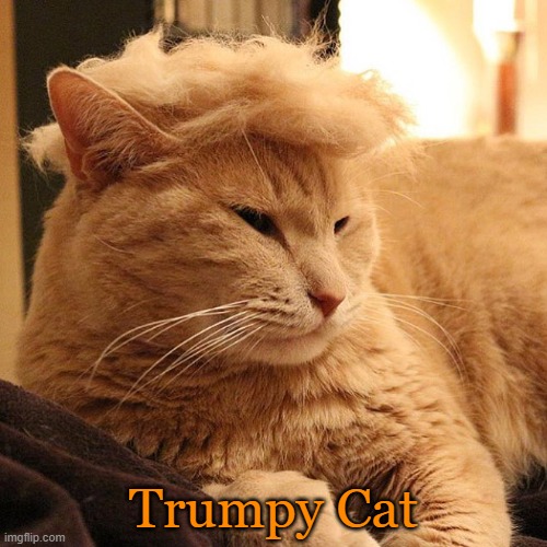 Trumpy Cat | Trumpy Cat | image tagged in memes,donald trump,cats | made w/ Imgflip meme maker