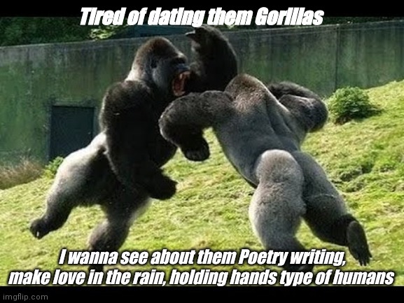 Gorilla fight | Tired of dating them Gorillas; I wanna see about them Poetry writing, make love in the rain, holding hands type of humans | image tagged in gorilla fight | made w/ Imgflip meme maker