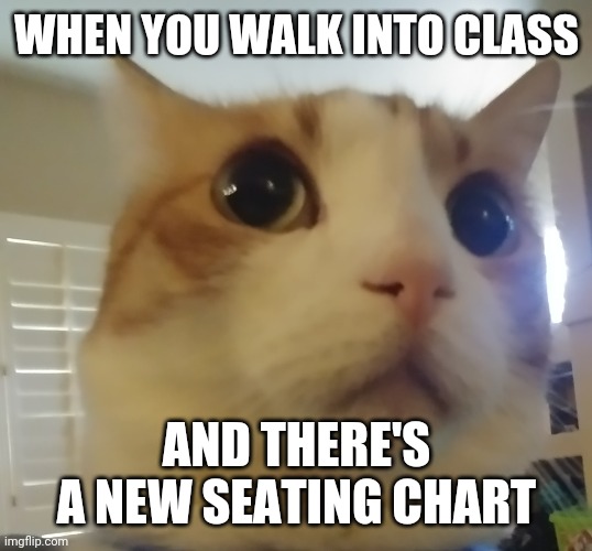 My own meme template! What do y'all think? | WHEN YOU WALK INTO CLASS; AND THERE'S A NEW SEATING CHART | image tagged in shocked cat | made w/ Imgflip meme maker