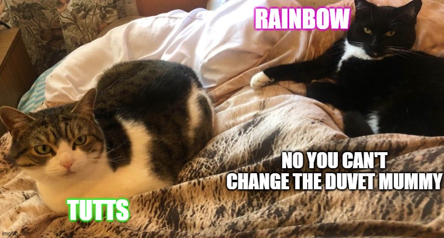 Duvet change | RAINBOW; NO YOU CAN'T CHANGE THE DUVET MUMMY; TUTTS | image tagged in duvet,cats | made w/ Imgflip meme maker