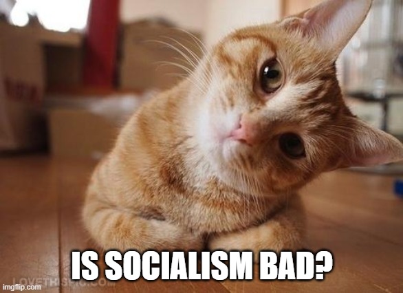 I'm a little kid so don't expect me to be that knowledgeable on these types of things. I wanna expand my horizons and see what- | IS SOCIALISM BAD? | image tagged in curious question cat,memes,politics,socialism | made w/ Imgflip meme maker