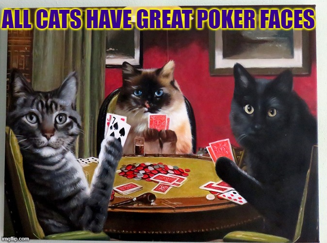 Why Cats Beat Out Humans Every Time | ALL CATS HAVE GREAT POKER FACES | image tagged in vince vance,playing cards,cats,funny cat memes,poker face,new memes | made w/ Imgflip meme maker