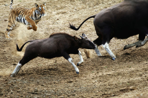 Tiger chasing guar Blank Meme Template