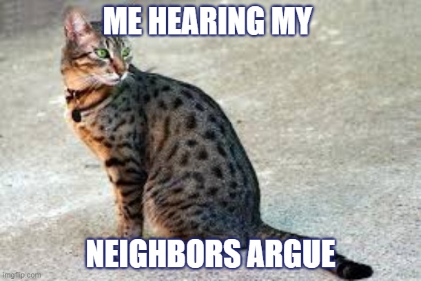 ME HEARING MY; NEIGHBORS ARGUE | image tagged in cats | made w/ Imgflip meme maker