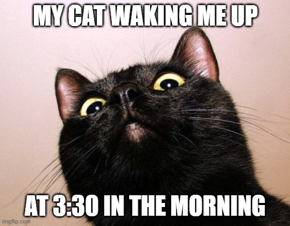 MY CAT WAKING ME UP; AT 3:30 IN THE MORNING | image tagged in cats | made w/ Imgflip meme maker