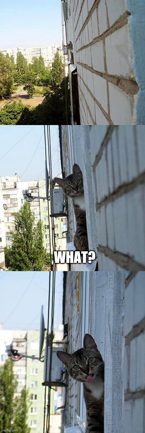 TAKE THAT HUMAN | WHAT? | image tagged in cats,memes,funny cats | made w/ Imgflip meme maker