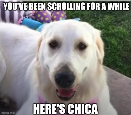here youve been scrolling for a while | YOU'VE BEEN SCROLLING FOR A WHILE; HERE'S CHICA | image tagged in markiplier,doggo | made w/ Imgflip meme maker