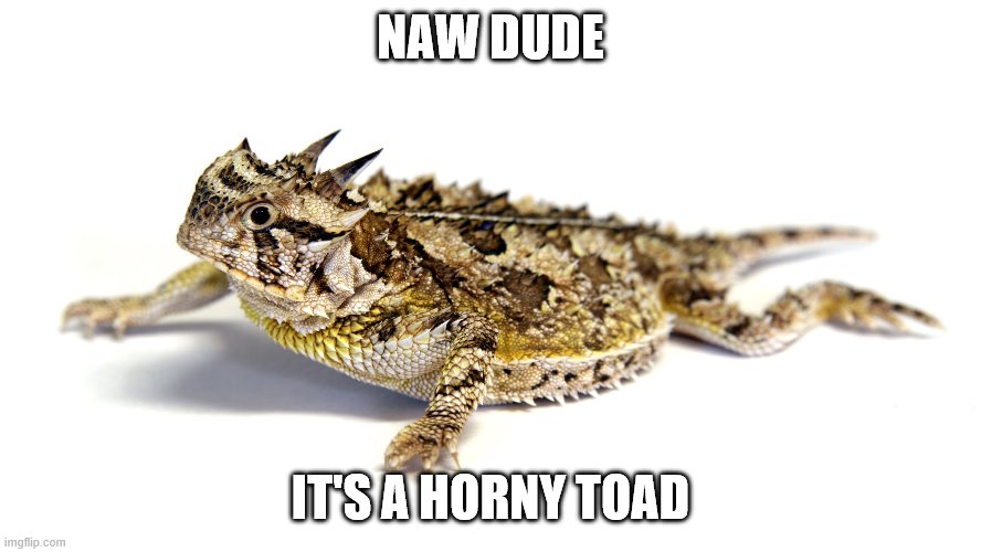 NAW DUDE IT'S A HORNY TOAD | made w/ Imgflip meme maker