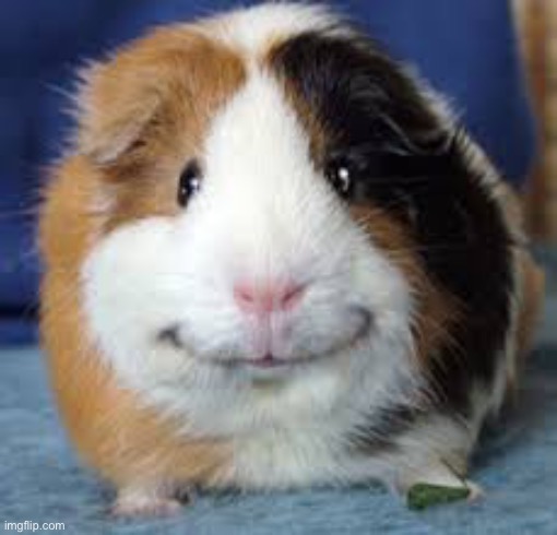 Guinea Pig | image tagged in guinea pig | made w/ Imgflip meme maker