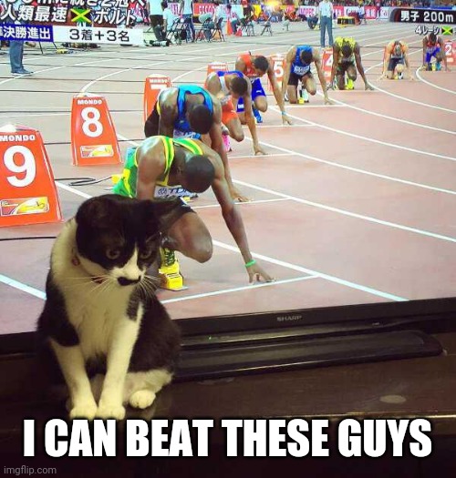 RUN KITTY | I CAN BEAT THESE GUYS | image tagged in cats,funny cats | made w/ Imgflip meme maker