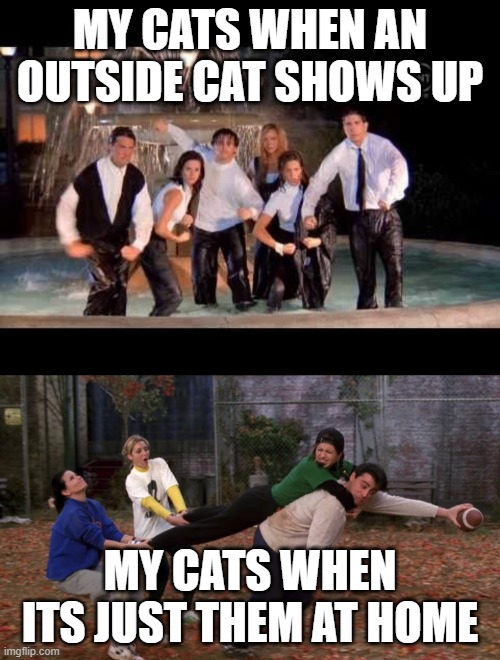 My Cats on Unity | MY CATS WHEN AN OUTSIDE CAT SHOWS UP; MY CATS WHEN ITS JUST THEM AT HOME | image tagged in friends,cats | made w/ Imgflip meme maker