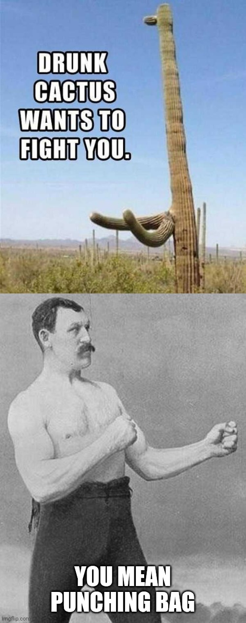 ! |  YOU MEAN PUNCHING BAG | image tagged in boxer,memes,cactus,drunk,overly manly man | made w/ Imgflip meme maker