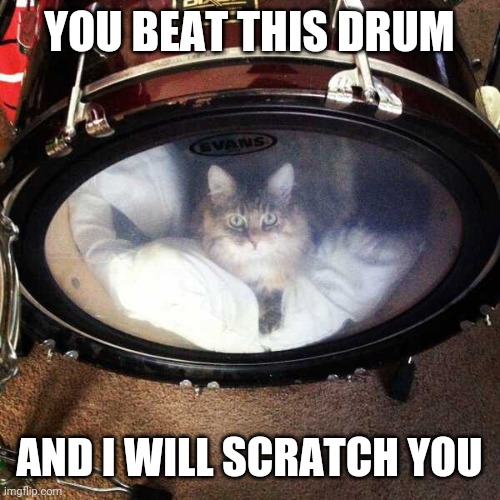 KITTY DRUM | YOU BEAT THIS DRUM; AND I WILL SCRATCH YOU | image tagged in cats,funny cats | made w/ Imgflip meme maker