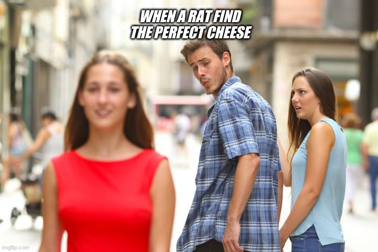 Distracted Boyfriend | WHEN A RAT FIND THE PERFECT CHEESE | image tagged in memes,distracted boyfriend | made w/ Imgflip meme maker