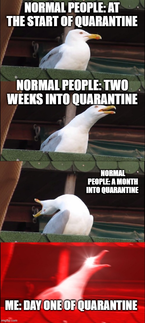 Inhaling Seagull Meme | NORMAL PEOPLE: AT THE START OF QUARANTINE; NORMAL PEOPLE: TWO WEEKS INTO QUARANTINE; NORMAL PEOPLE: A MONTH INTO QUARANTINE; ME: DAY ONE OF QUARANTINE | image tagged in memes,inhaling seagull | made w/ Imgflip meme maker