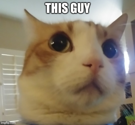 My actual cat when my dog barked | THIS GUY | image tagged in shocked cat | made w/ Imgflip meme maker