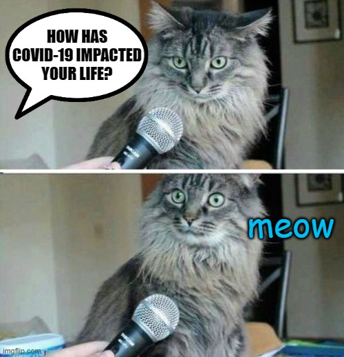 Eloquently purred my friend. | HOW HAS COVID-19 IMPACTED YOUR LIFE? meow | image tagged in cat interview blank,memes,covid-19,cats | made w/ Imgflip meme maker