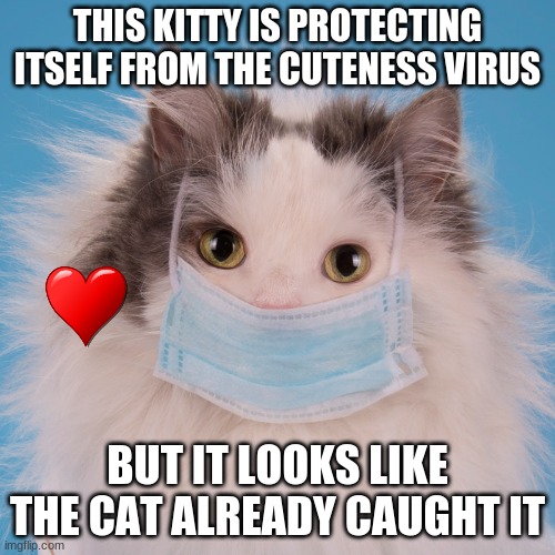 the cuteness virus | THIS KITTY IS PROTECTING ITSELF FROM THE CUTENESS VIRUS; BUT IT LOOKS LIKE THE CAT ALREADY CAUGHT IT | image tagged in cats,cute,cuteness overload | made w/ Imgflip meme maker