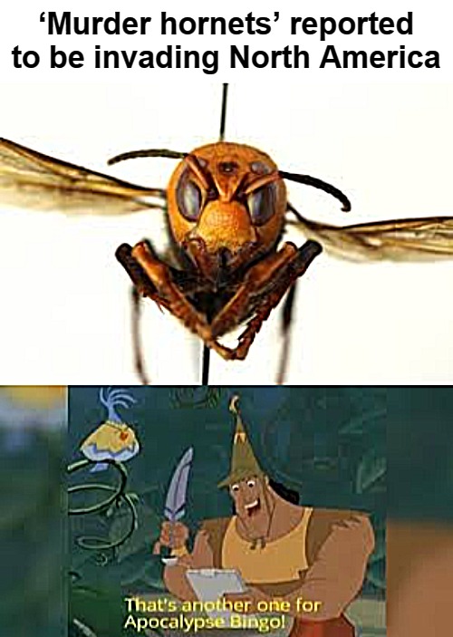 ‘Murder hornets’ reported to be invading North America | image tagged in apocalypse bingo | made w/ Imgflip meme maker