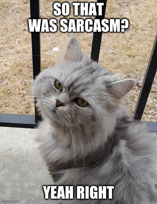 Pushkin Disapproves | SO THAT WAS SARCASM? YEAH RIGHT | image tagged in cat | made w/ Imgflip meme maker