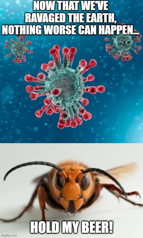 Killer Hornets? Really? | NOW THAT WE'VE RAVAGED THE EARTH, NOTHING WORSE CAN HAPPEN... HOLD MY BEER! | image tagged in wasp,covid-19 coronavirus | made w/ Imgflip meme maker