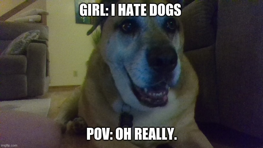 ok | GIRL: I HATE DOGS; POV: OH REALLY. | image tagged in ellie thinking | made w/ Imgflip meme maker