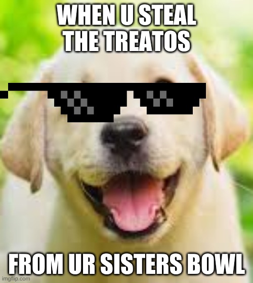 savage pupper | WHEN U STEAL THE TREATOS; FROM UR SISTERS BOWL | image tagged in funny,cute | made w/ Imgflip meme maker