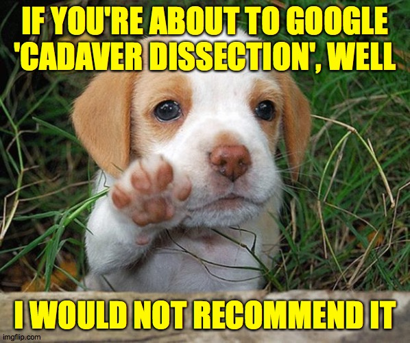 Another in my series of insomnia anti-cures  ( : | IF YOU'RE ABOUT TO GOOGLE
'CADAVER DISSECTION', WELL; I WOULD NOT RECOMMEND IT | image tagged in dog puppy bye,memes,stop right there,i told you,y u no listen | made w/ Imgflip meme maker