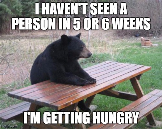 Bad Luck Bear | I HAVEN'T SEEN A PERSON IN 5 OR 6 WEEKS; I'M GETTING HUNGRY | image tagged in memes,bad luck bear,corona virus,covid-19,random,quarantine | made w/ Imgflip meme maker