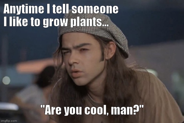 dazed and confused  | Anytime I tell someone I like to grow plants... "Are you cool, man?" | image tagged in dazed and confused,plants | made w/ Imgflip meme maker