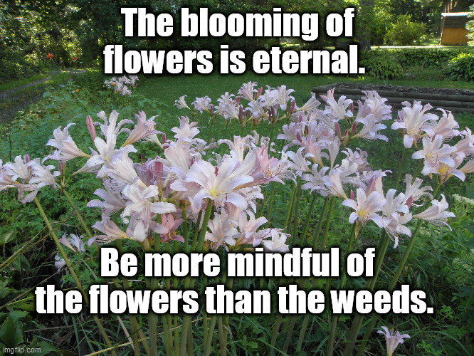The blooming of flowers is eternal. Be more mindful of the flowers than the weeds. | image tagged in flowers,hope,confidence | made w/ Imgflip meme maker