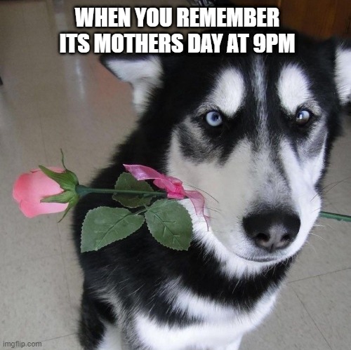 Dog with flowers | WHEN YOU REMEMBER ITS MOTHERS DAY AT 9PM | image tagged in dog with flowers | made w/ Imgflip meme maker