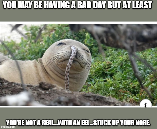 bad day | YOU MAY BE HAVING A BAD DAY BUT AT LEAST; YOU'RE NOT A SEAL...WITH AN EEL...STUCK UP YOUR NOSE. | image tagged in funny,funny memes | made w/ Imgflip meme maker
