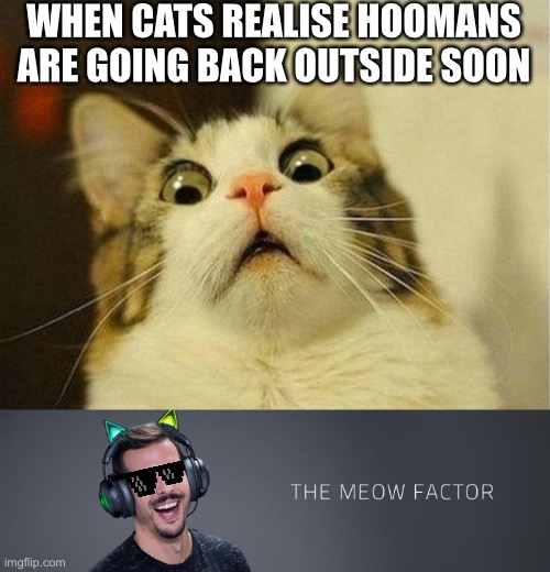 The meow factor | WHEN CATS REALISE HOOMANS ARE GOING BACK OUTSIDE SOON | image tagged in memes,scared cat,the meow factor,meow,cat,covid-19 | made w/ Imgflip meme maker