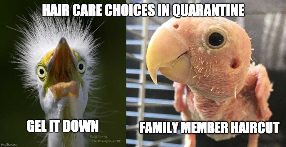 Hair Care | HAIR CARE CHOICES IN QUARANTINE; GEL IT DOWN; FAMILY MEMBER HAIRCUT | image tagged in covid-19 | made w/ Imgflip meme maker