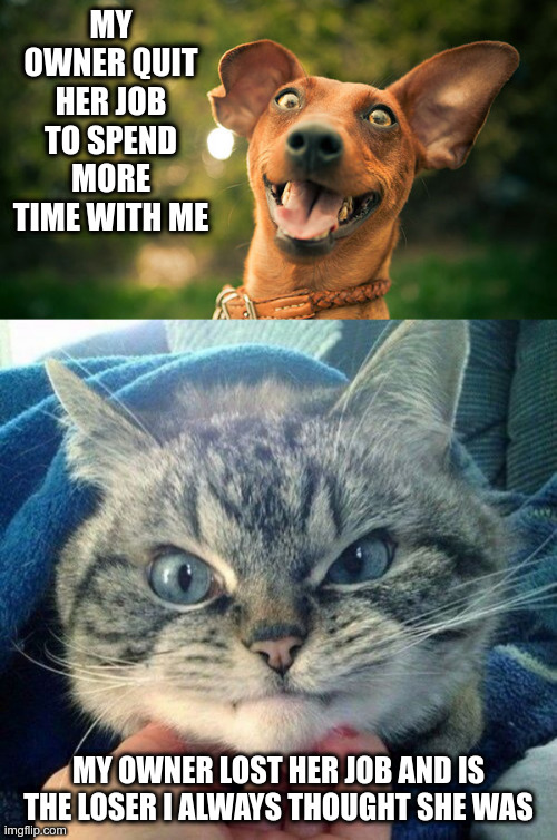 Cats and Dogs | MY OWNER QUIT HER JOB TO SPEND MORE TIME WITH ME; MY OWNER LOST HER JOB AND IS THE LOSER I ALWAYS THOUGHT SHE WAS | image tagged in happy dog,cats and dogs,pet owners,pandemic,lol | made w/ Imgflip meme maker
