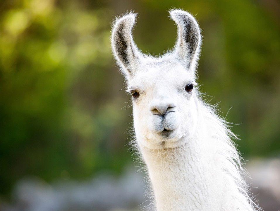 Top llama Blank Meme Template