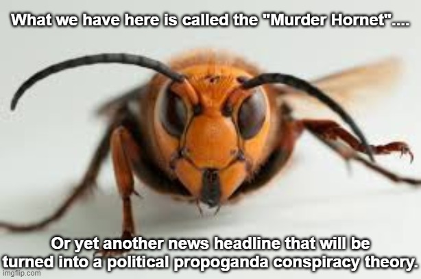 wasp | What we have here is called the "Murder Hornet".... Or yet another news headline that will be turned into a political propoganda conspiracy theory. | image tagged in wasp | made w/ Imgflip meme maker