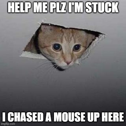Mouse chase | HELP ME PLZ I'M STUCK; I CHASED A MOUSE UP HERE | image tagged in memes,ceiling cat | made w/ Imgflip meme maker