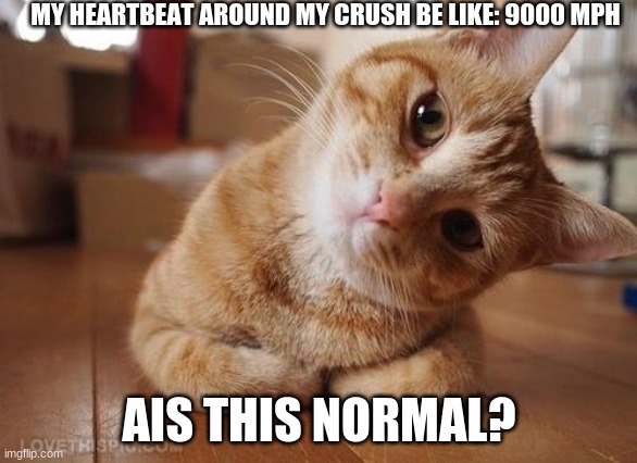 oooooops typo |  MY HEARTBEAT AROUND MY CRUSH BE LIKE: 9000 MPH; AIS THIS NORMAL? | image tagged in curious question cat,oops typo,crush | made w/ Imgflip meme maker