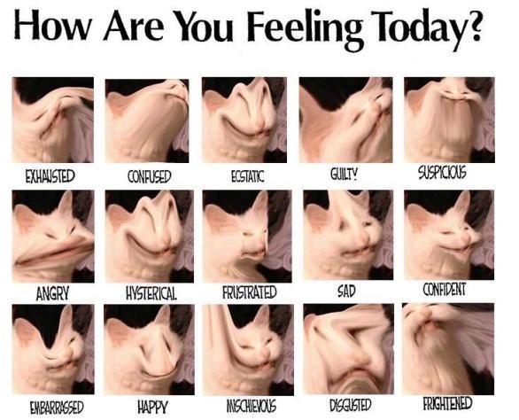 High Quality Cat meme feelings chart Blank Meme Template