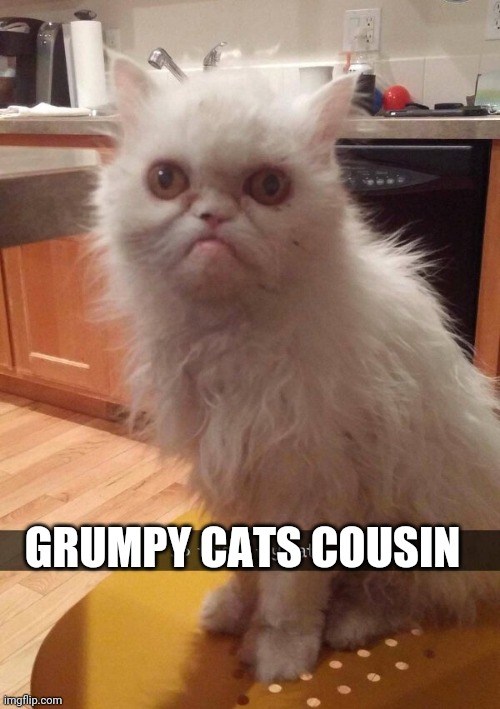 OR HER LOST BROTHER | GRUMPY CATS COUSIN | image tagged in grumpy cat,cats,funny cats | made w/ Imgflip meme maker